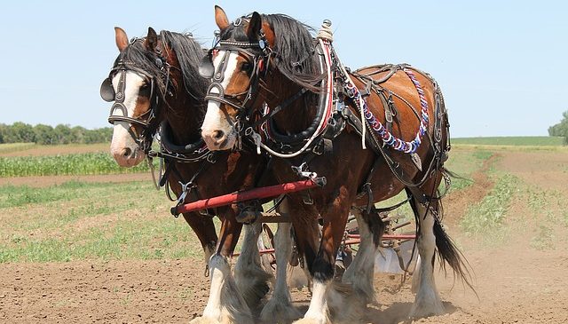 Clydesdale Horses